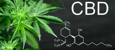 Everything You Need to Know About CBD: Benefits, Uses, and Scientific Research 