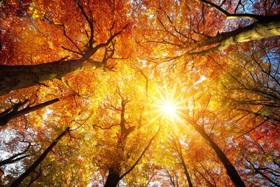 🍁 Promo d’Automne – Jusqu’à -50%