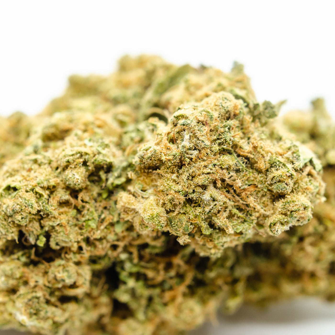 Amnesia Haze Indoor – Mini-Knospen, limitierte Auflage