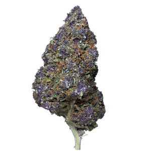 Purple Fritter – Greenhouse