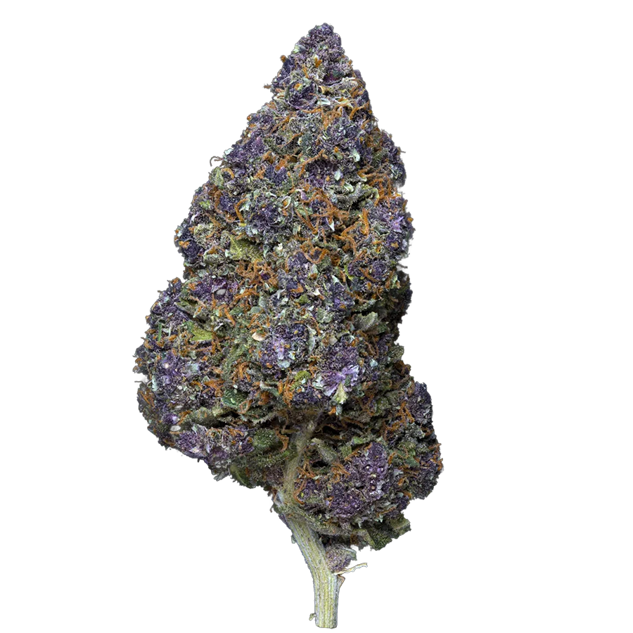 Purple Fritter Greenhouse – fleur CBD Weedream